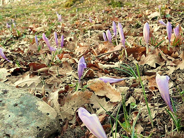 Narcissus tazetta